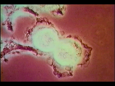 Adam Curtis. The Way of All Flesh [El destino de la carne]. Película, 1997