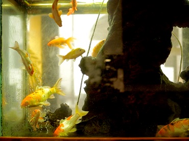 Jean-Marie Straub. L’Aquarium et la nation (The Aquarium and the Nation). Film, 2015