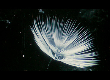 Leandro Lisorti. Herbaria, película, 2022 Leandro Lisorti. Herbaria, película, 2022