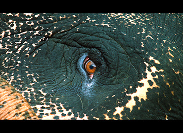 Carlos Casas. Cemetery, película, 2019 Carlos Casas. Cemetery, película, 2019