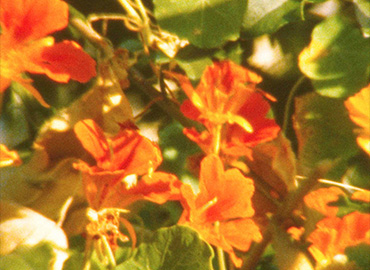 Nour Ouayda. The Secret Garden, película, 2023 Nour Ouayda. The Secret Garden, película, 2023