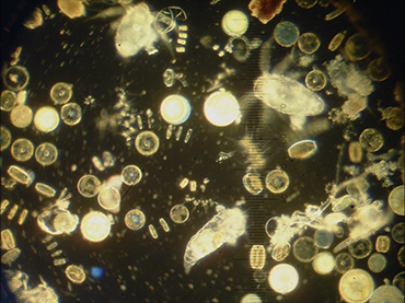 Dick, More phytoplankton and zooplankton, 2021. CC BY-NC-SA 2.0