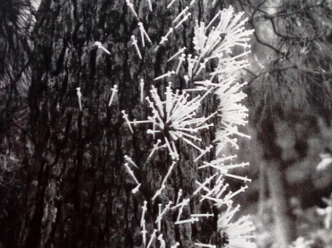Jeringuillas pinchadas en un árbol. Montealegre, Ourense, 17 de junio de 1989. Fragmento. Fotografía: Castro Paris 