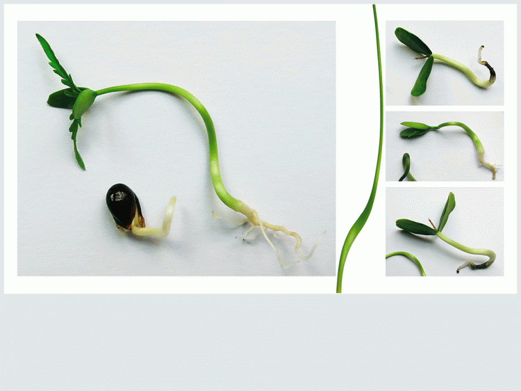 Rogelio López Cuenca and Elo Vega