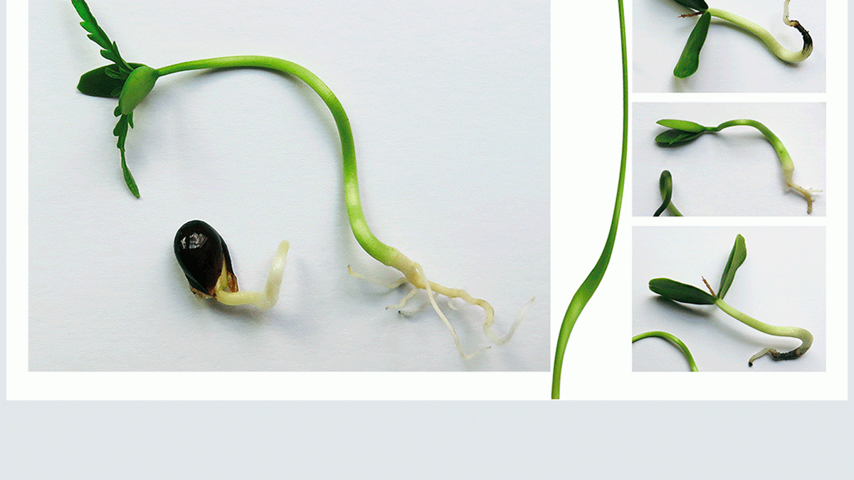 Image that will be used when sharing