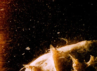 Helena Girón y Samuel M. Delgado. Bloom, película, 2023