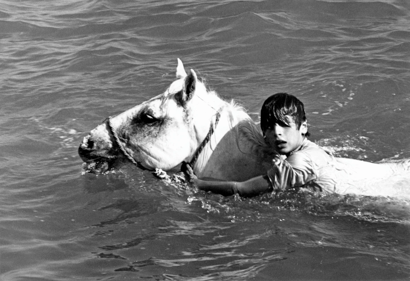Albert Lamorisse, Crin-Blanc: le cheval sauvage [Crin Blanca: el caballo salvaje], 1953, película