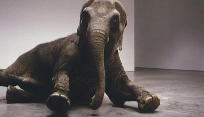 Douglas Gordon. Play Dead, Real Time (Other Way), 2003