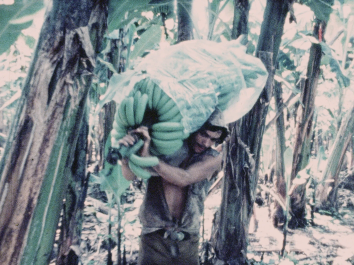 Ingo Niehaus, Costa Rica Banana Republic, 1975, película