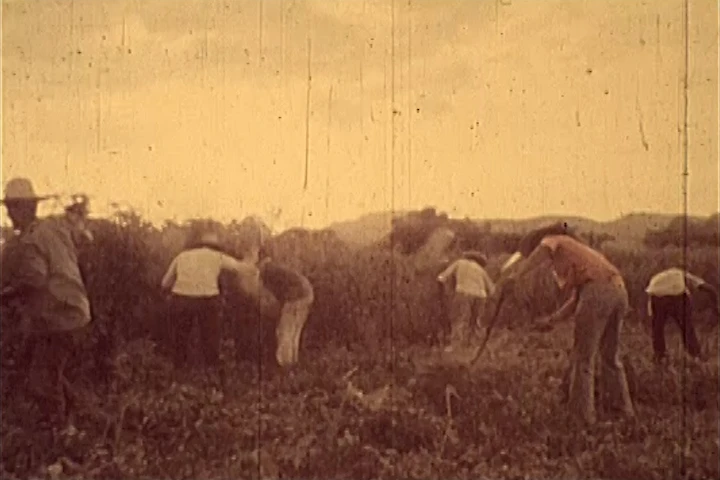 Cinema Department, Organización Campesina (Farmers’ Organisation), 1978, film