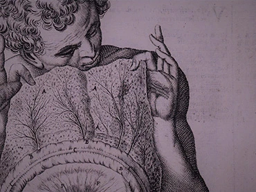 Benjamin A. Rifkin, Judith Falkenberg y Michael J. Ackerman, L’Anatomie humaine en Giulio Cesare Casseri y Adriaan van den Spieghel, De humani corporis fabrica libri decem. Venecia, Evangelista Deuchinus, 1627