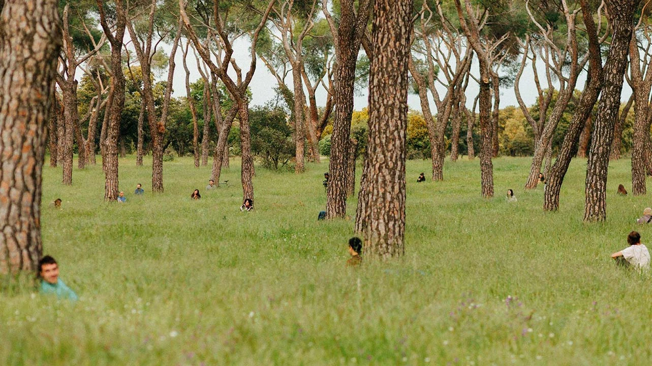 Aparasolada, una pieza para Bosque Real 2022. Casa de Campo, Madrid. Fotografía: Galerna