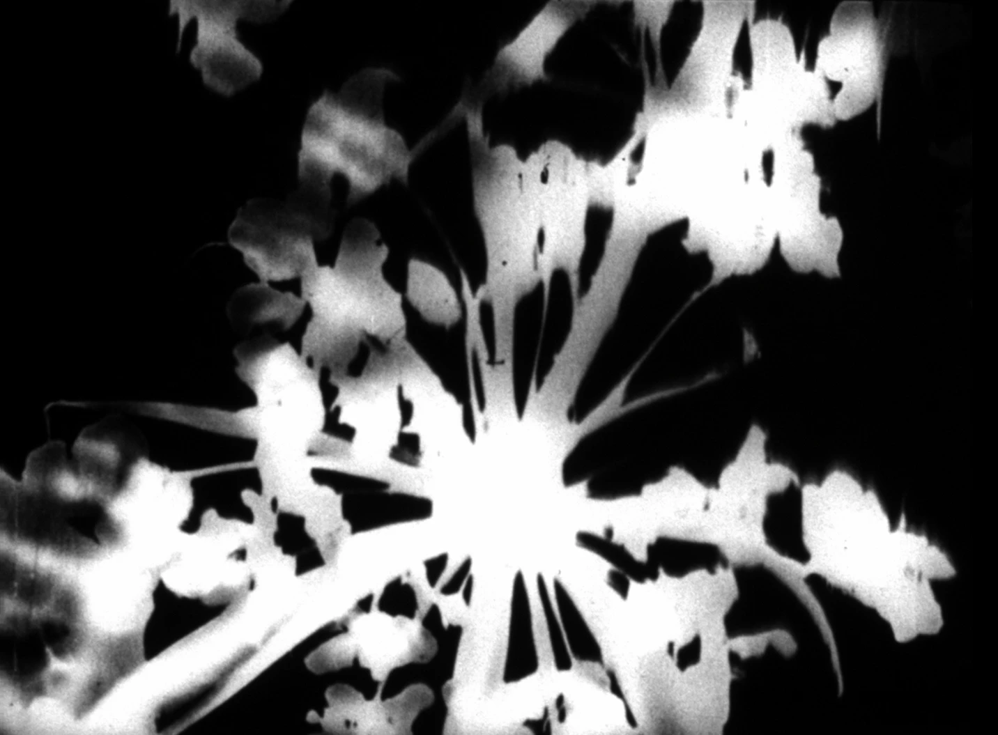 Florencia Alberti, Daucus Buganvilia, 2022, película