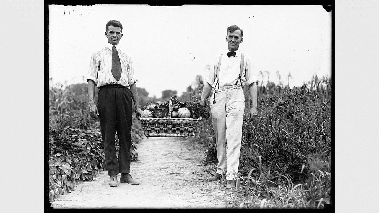 Farm. Harvesting vegetables, Harris &amp; Ewing, 1915. Library of Congress