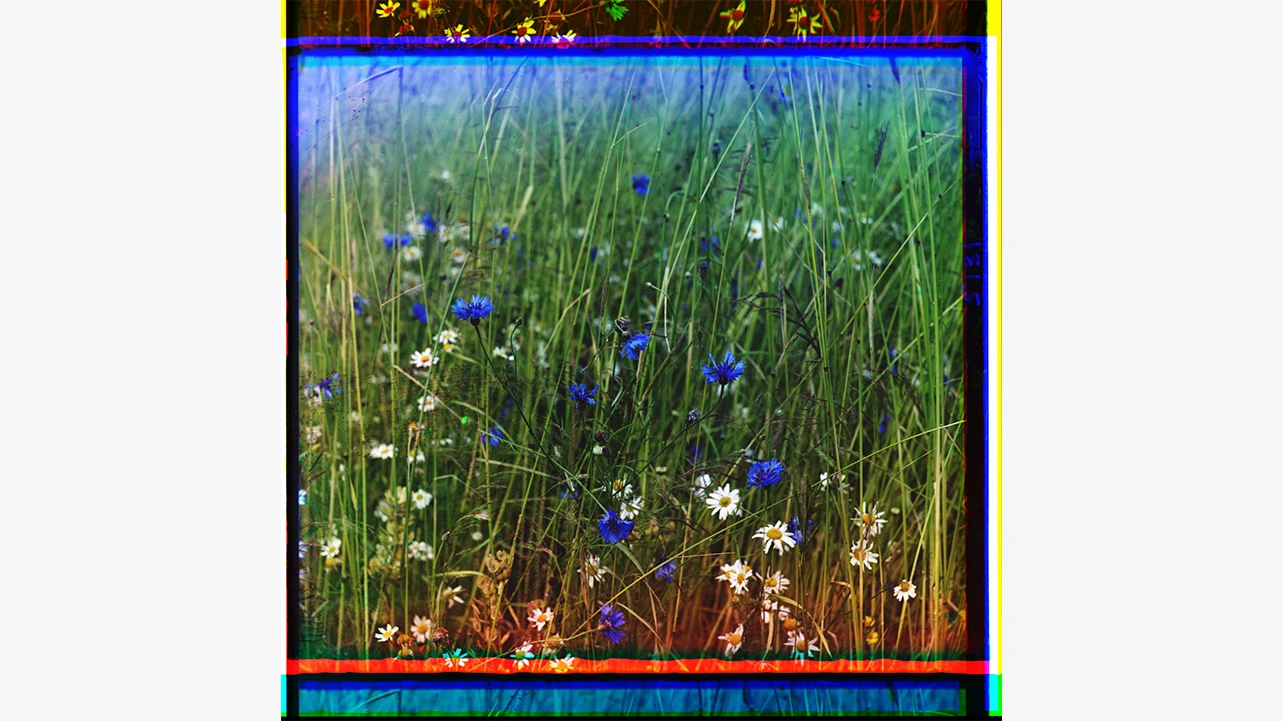 Sergeĭ Mikhaĭlovich Prokudin-Gorskiĭ, Vasilʹki vo rzhi [Acianos en un campo de centeno], del álbum Vistas a lo largo del sistema del canal Mariinskii, Imperio ruso, 1909. Prokudin-Gorskiĭ photograph collection, Library of Congress, Prints and Photographs