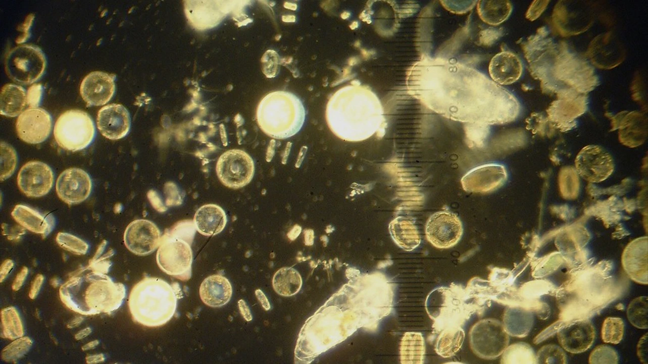 Dick, More phytoplankton and zooplankton, 2021. CC BY-NC-SA 2.0