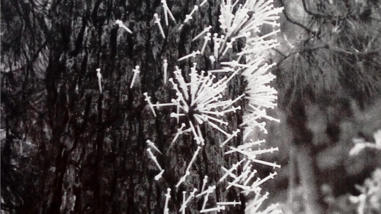 Jeringuillas pinchadas en un árbol. Montealegre, Ourense, 17 de junio de 1989. Fragmento. Fotografía: Castro Paris
