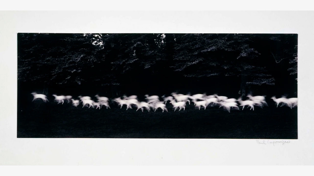 Paul Caponigro, <em>Running White Deer, County Wicklow, Ireland</em> [Ciervos blancos corriendo, Condado de Wicklow, Irlanda], 1932. Museo Reina Sofía
