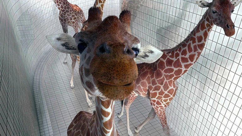 Nicolas Deveaux, 5,80 métres (5,80 metros), 2012