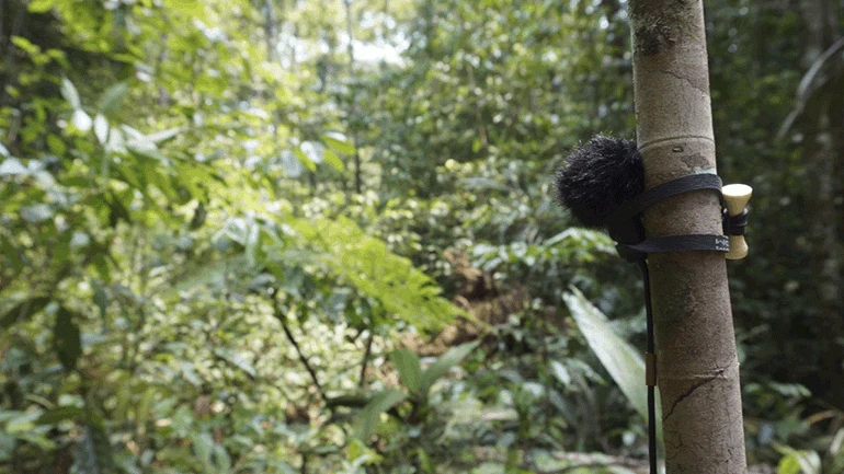 entangled, Pablo Sanz. Detalle de un micrófono construido por el artista. Amazonia central, 2015
