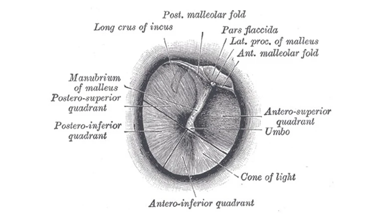 Henry Vandyke Carter. Ilustración para Henry Gray, Anatomy of the Human Body, ed. de Warren H. Lewis, Philadelphia, Lea & Febiger, 1918 (20.ª ed.)