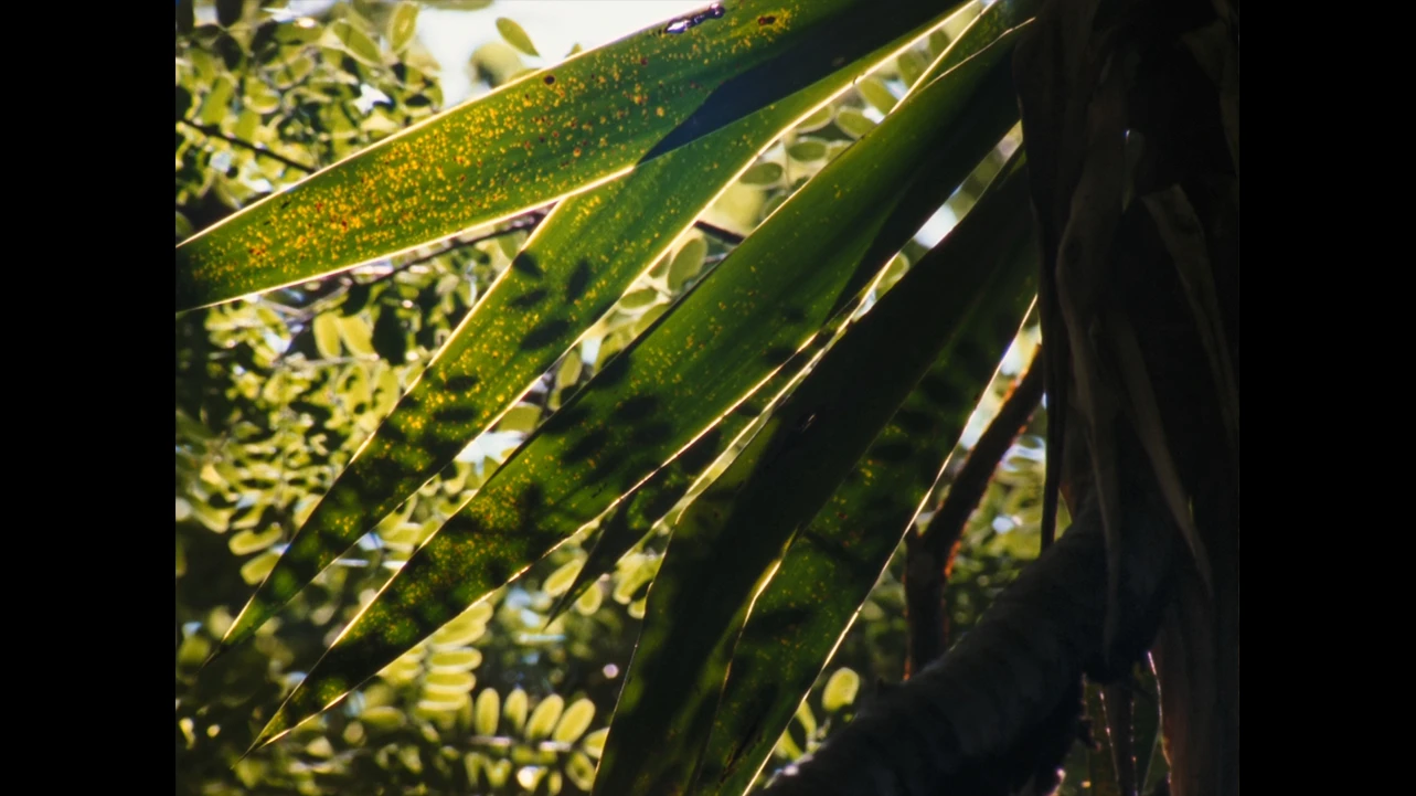 Rosalind Nashashibi, Vivian's Garden. Película, 2017. Cortesía de Rosalind Nashashibi y LUX, Londres