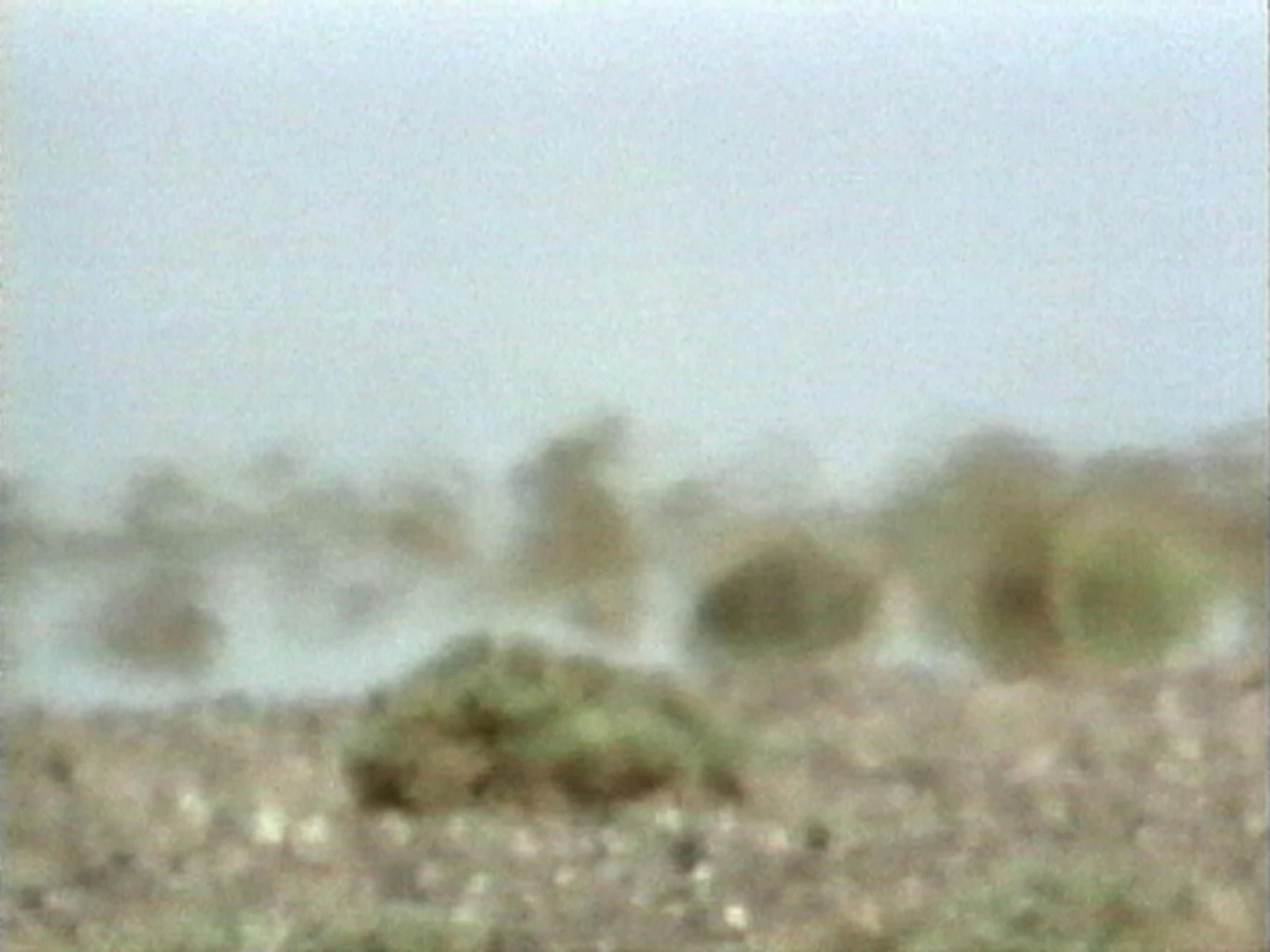 AD04488 viola.deserts1