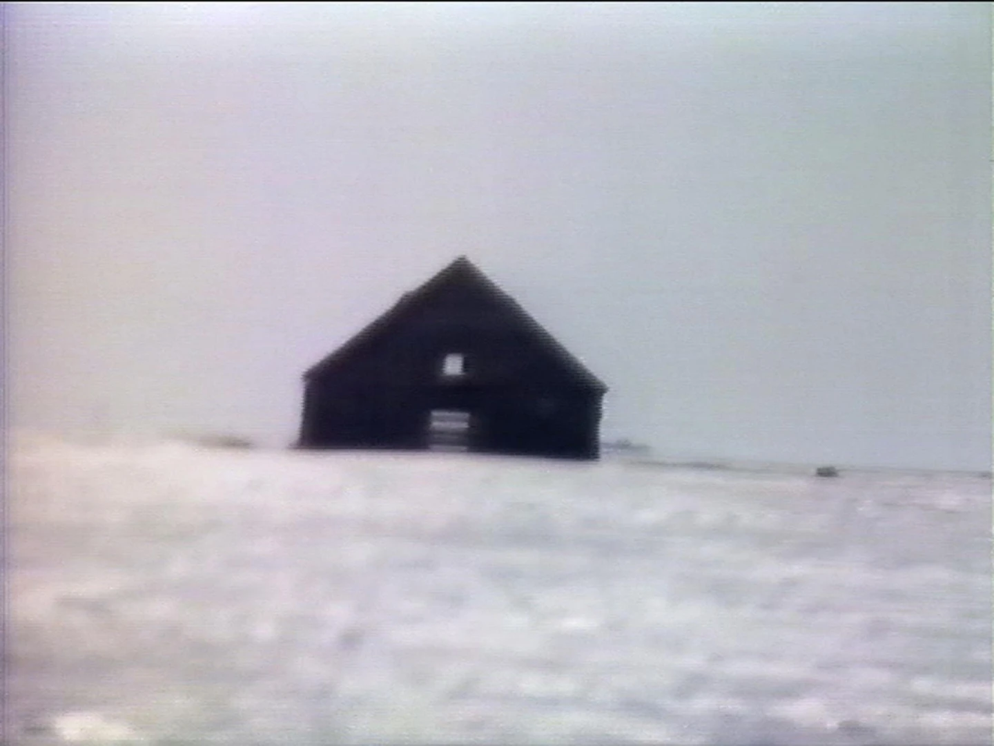 AD04489 viola.chott4