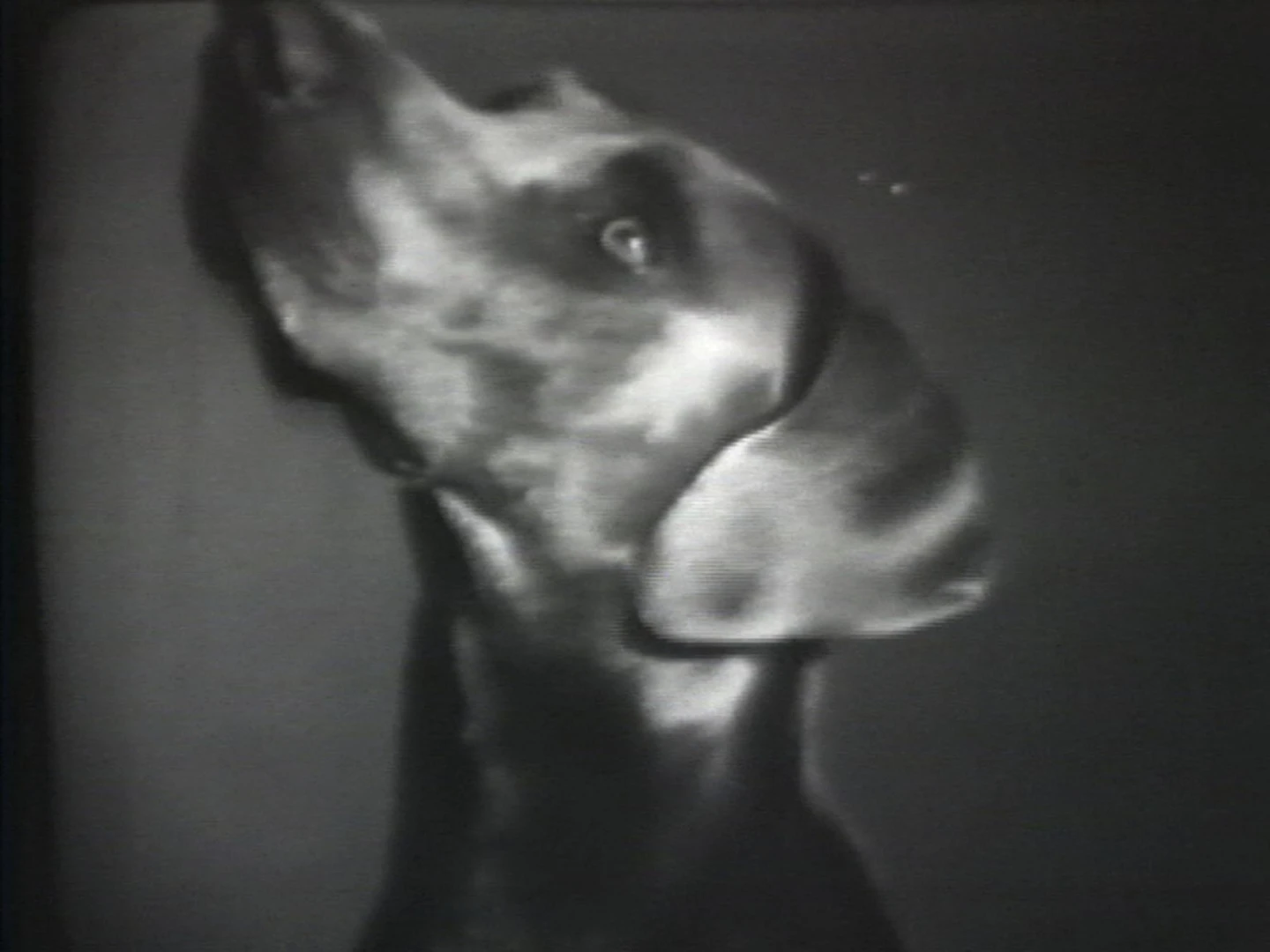 AD04490-wegman_manray1
