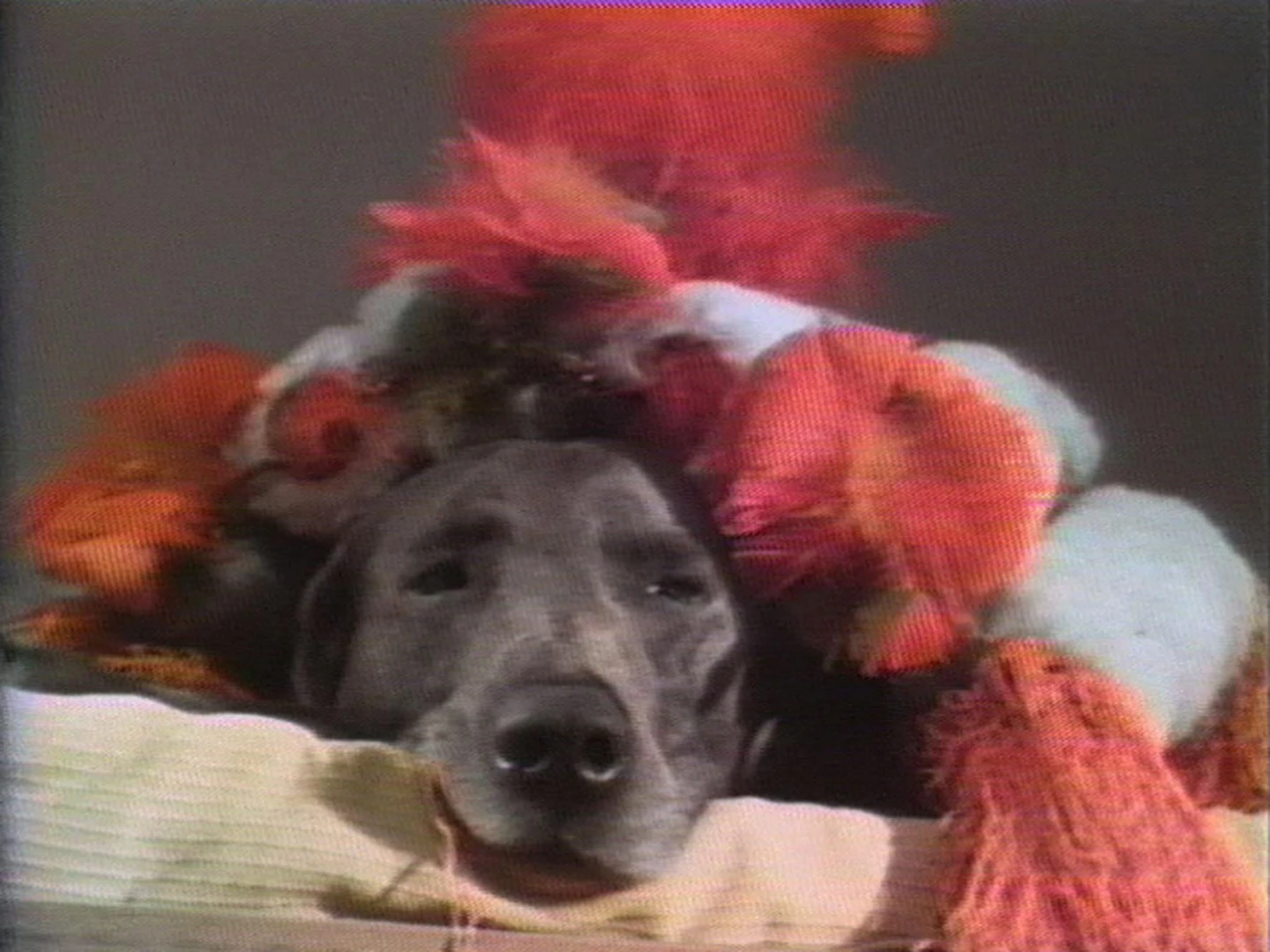 AD04490-wegman_manray2