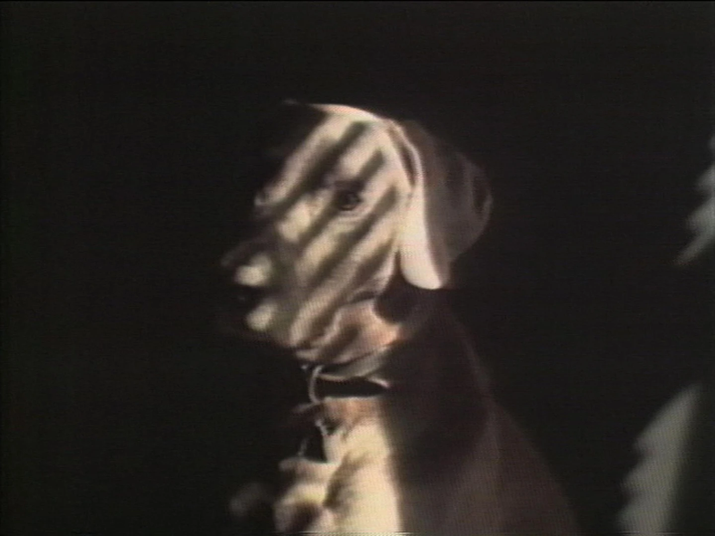 AD04490-wegman_manray3