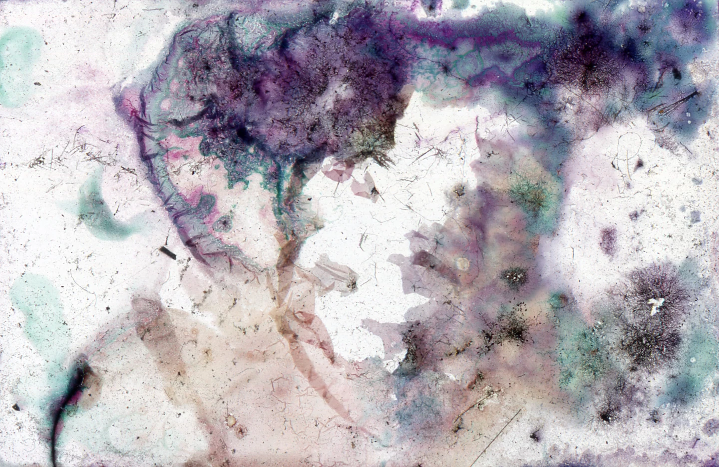 Verónica Amor, Romina Della Vedova, Angela Tettamanti y Darian Witon, Fotografía analógica 35 mm intervenida con hongos penicillium y aspergillus, 2021. Archivo de la Secretaría de Comunicación, Prensa y Medios Audiovisuales de la Facultad de Ciencias Veterinarias Universidad Nacional de La Plata (UNLP)