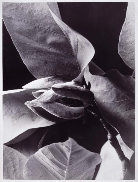 Albert Renger-Patzsch. Botanical Study (Estudio botánico), 1920 (ca.) / Copia posterior. Gelatinobromuro de plata sobre papel,  Imagen: 23 x 17 cm / Soporte: 24 x 18 cm.
