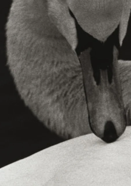 Alia Syed. Swan, 1989, 16mm. transferido a DVD, sin sonido. Imágenes: Cortesía de la artista y de la Talwar Gallery. Nueva York / Nueva Delhi