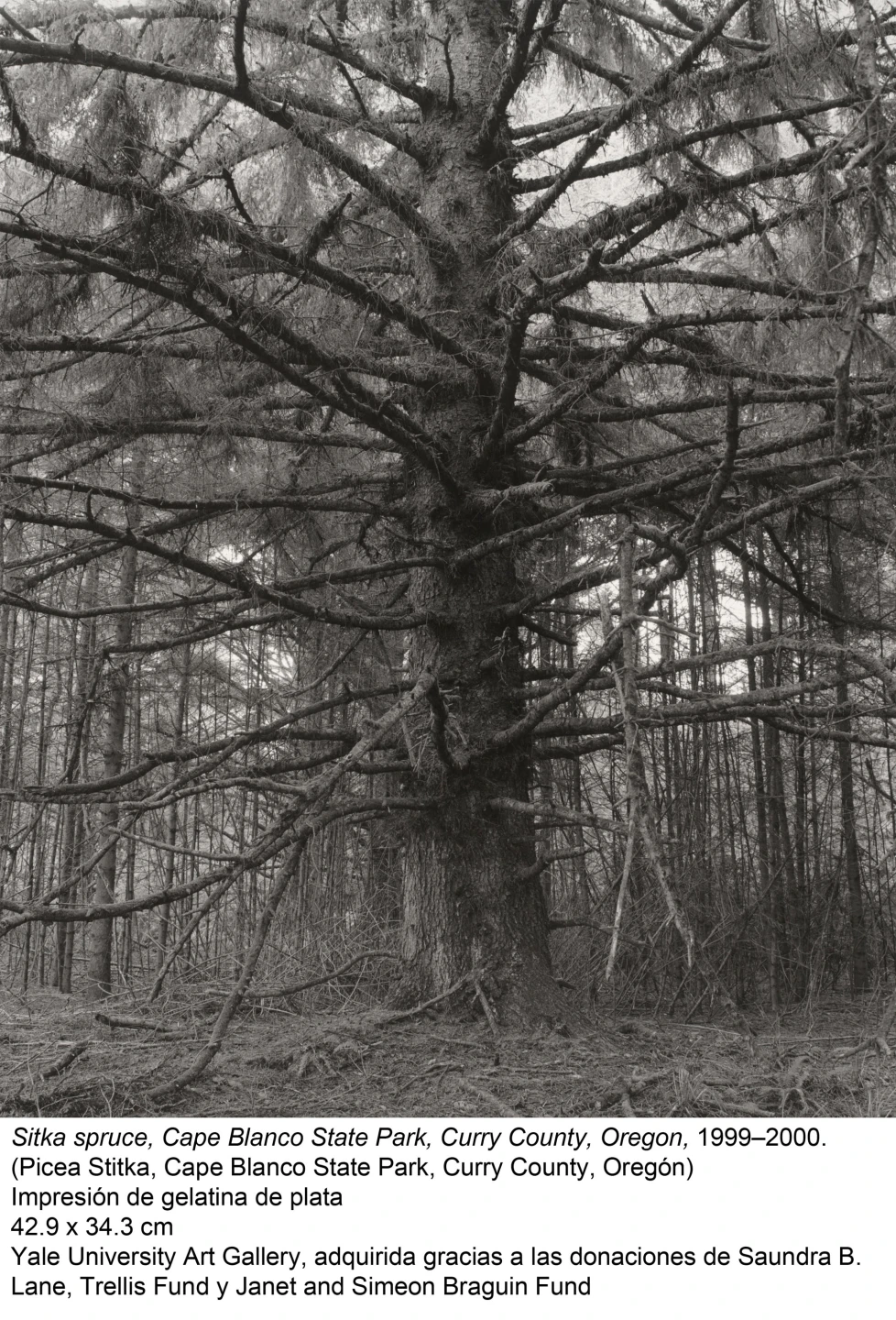 Robert Adams: El lugar donde vivimos. Una selección retrospectiva de fotografías