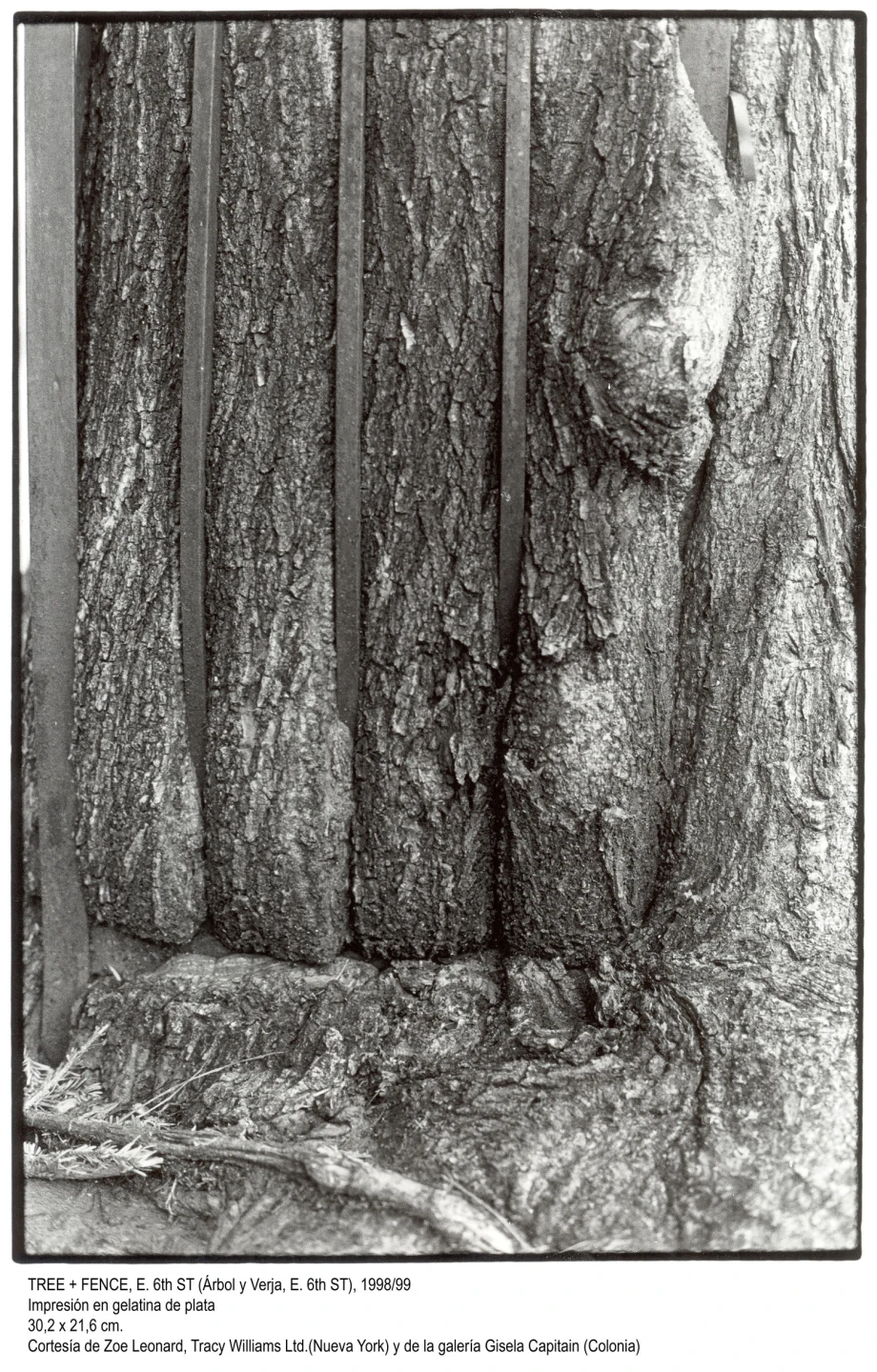 Zoe Leonard. Fotografías(imagen 04)