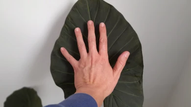 CONDEGALÍ B. L., Cinco acciones, 2022