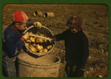 Jack Delano, Children gathering potatoes on a large farm, vicinity of Caribou, Aroostook County, Me. Schools do not open until the potatoes are harvested