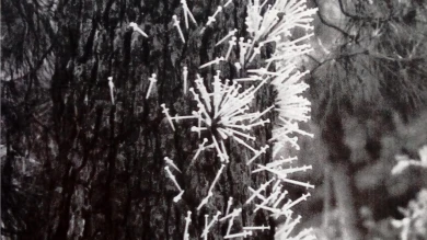 Jeringuillas pinchadas en un árbol. Montealegre, Ourense, 17 de junio de 1989. Fragmento. Fotografía: Castro Paris