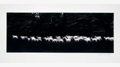 Paul Caponigro, <em>Running White Deer, County Wicklow, Ireland</em> [Ciervos blancos corriendo, Condado de Wicklow, Irlanda], 1932. Museo Reina Sofía