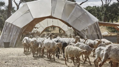 Mira el rebaño, majada de la Casa de Campo, 2022. Fotografía: Bego Solís