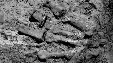 Exhumación de los restos de 46 personas excarceladas de la prisión privincial de Burgos (24 septiembre,1936). Fosa común en las inmediaciones de la carreta de Madrid. Villamayor de los Montes (Burgos), 2004. Foto: Clemente Bernard