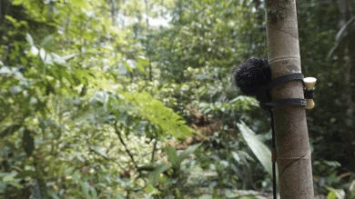 entangled, Pablo Sanz. Detalle de un micrófono construido por el artista. Amazonia central, 2015