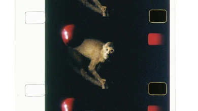 João Maria Gusmão y Pedro Paiva, Maça de Darwin, macaco de Newton, 2012