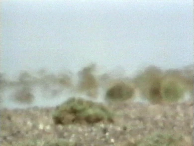 AD04488 viola.deserts1