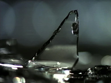 AD04488 viola.deserts4