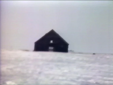 AD04489 viola.chott4