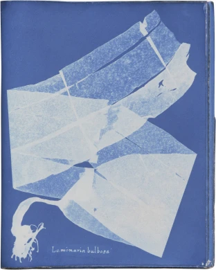 Anna Atkins, Photographs of British Algae: Cyanotype Impressions, 1843
